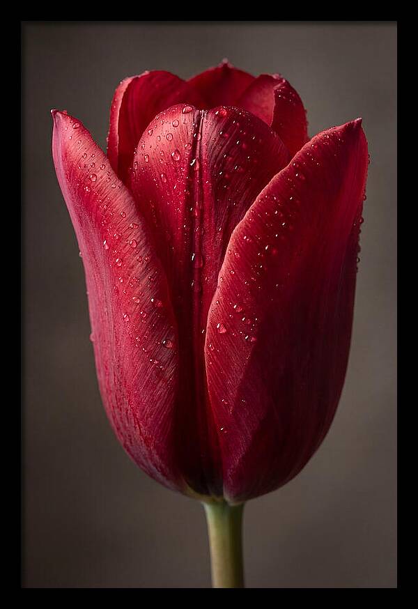 Tulip In Radiant Red