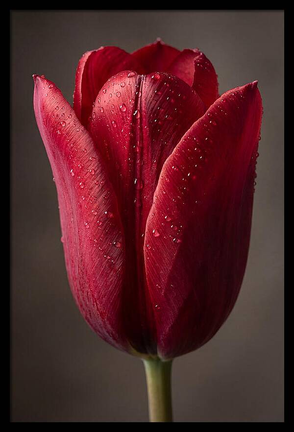 Tulip In Radiant Red