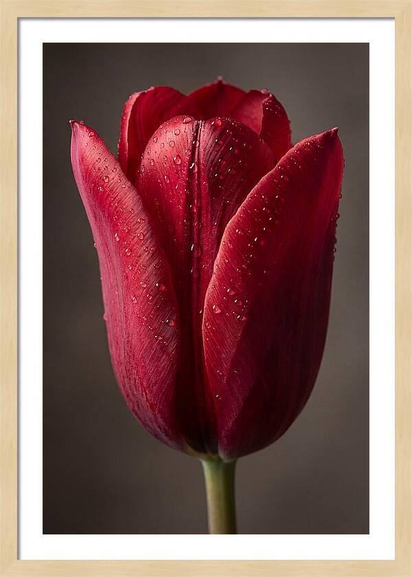 Tulip In Radiant Red