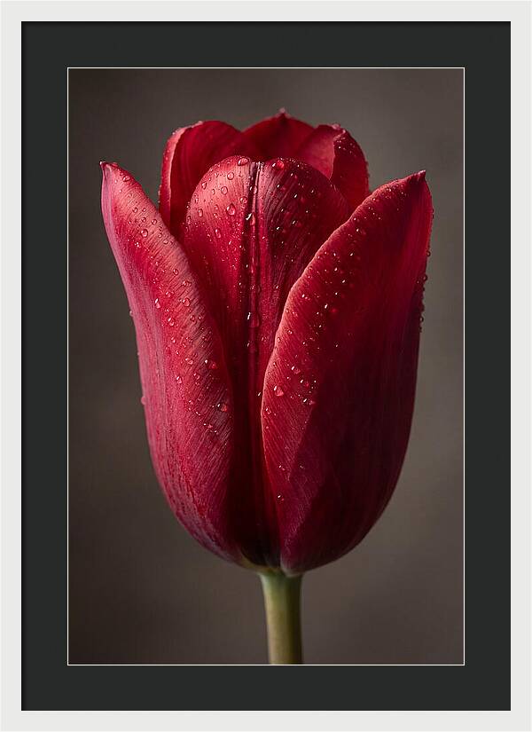 Tulip In Radiant Red