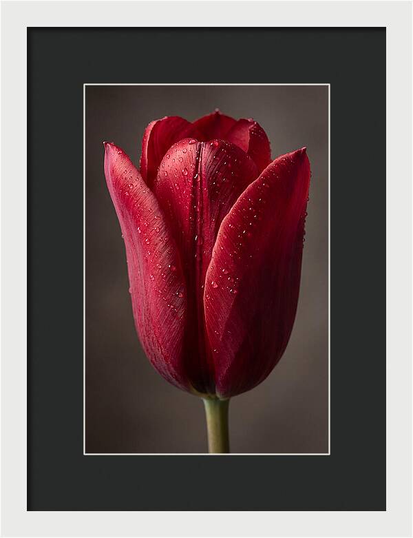 Tulip In Radiant Red