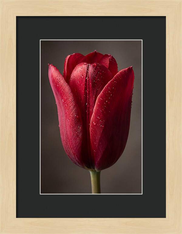Tulip In Radiant Red