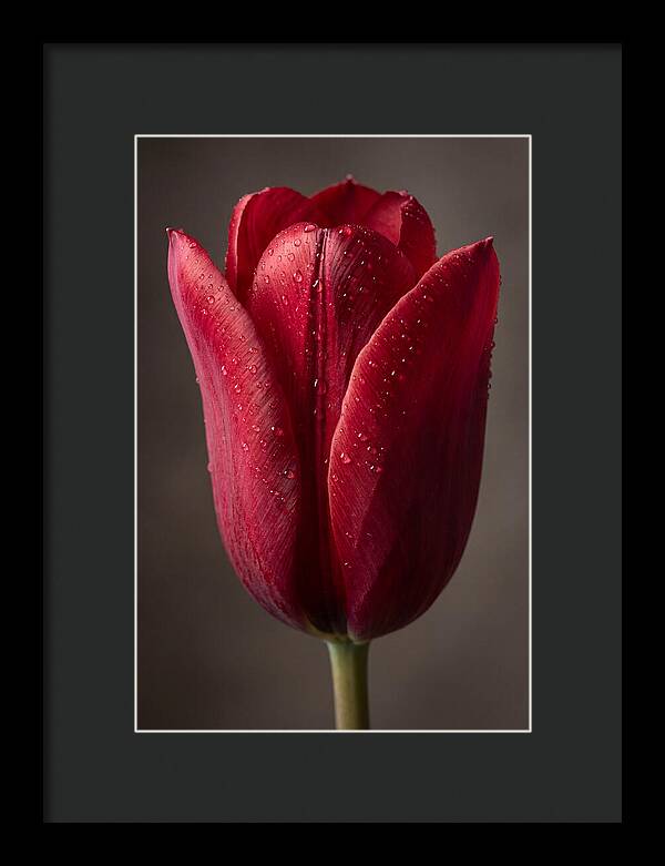 Tulip In Radiant Red