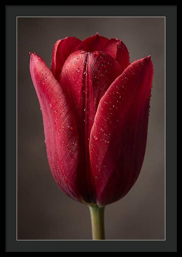 Tulip In Radiant Red