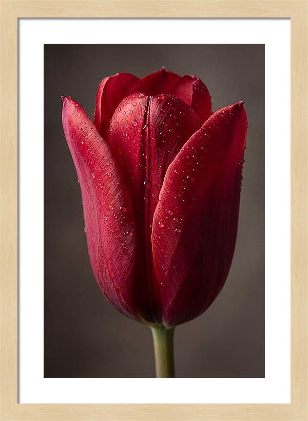 Tulip In Radiant Red