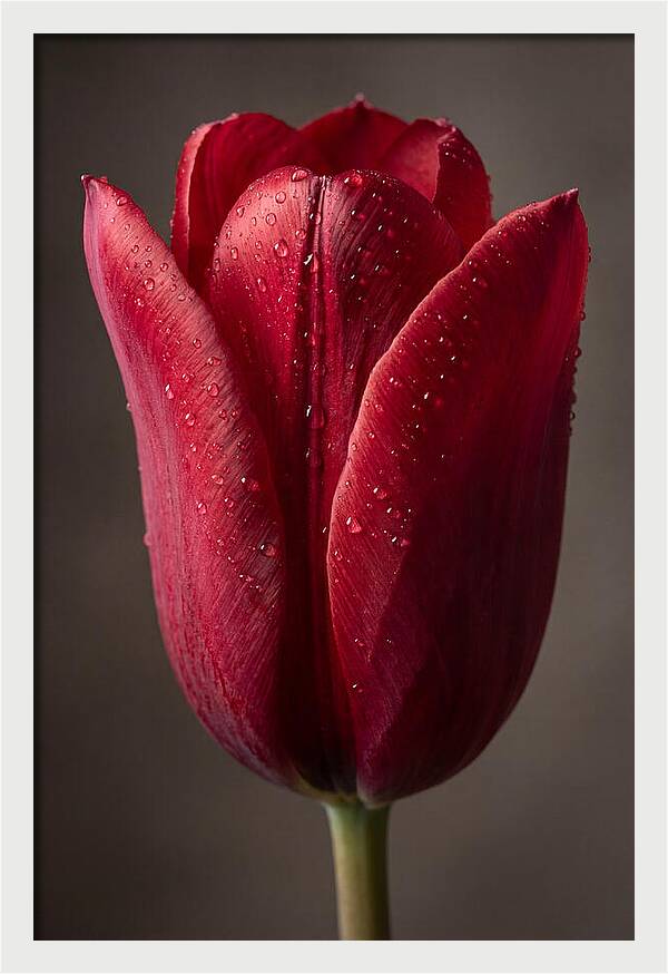 Tulip In Radiant Red