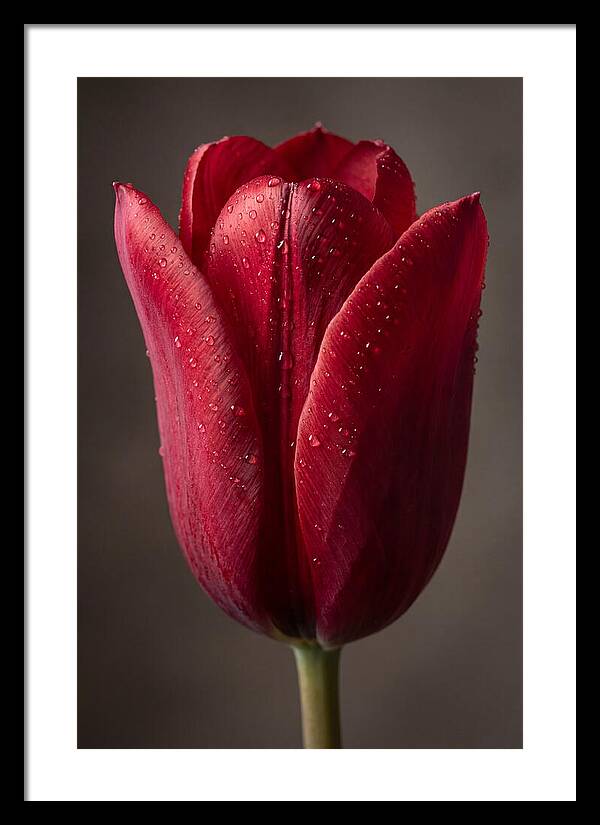 Tulip In Radiant Red