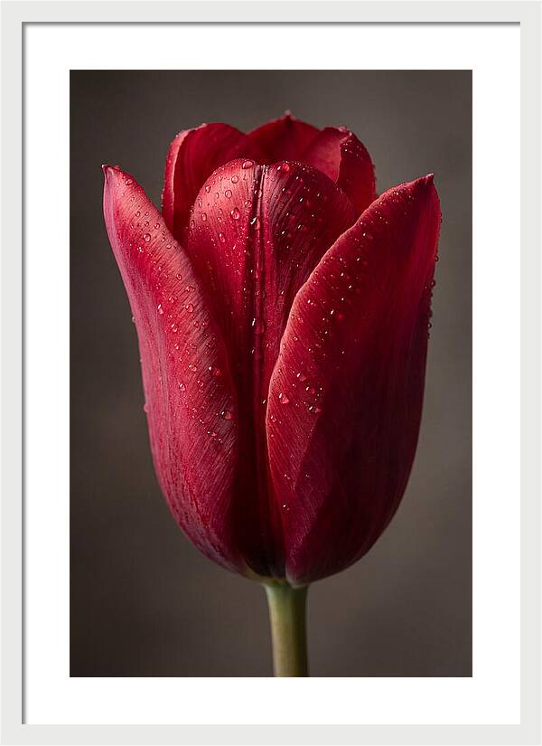 Tulip In Radiant Red