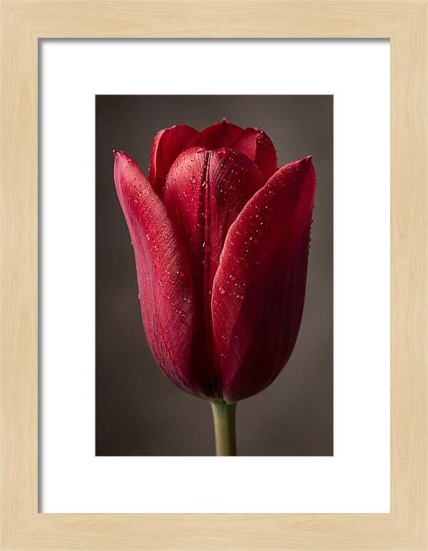 Tulip In Radiant Red