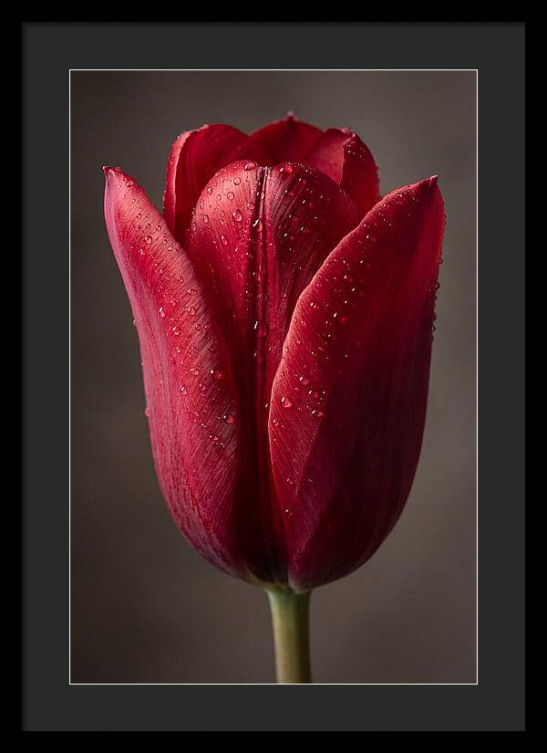 Tulip In Radiant Red