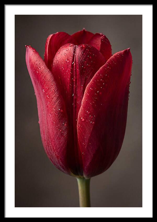 Tulip In Radiant Red