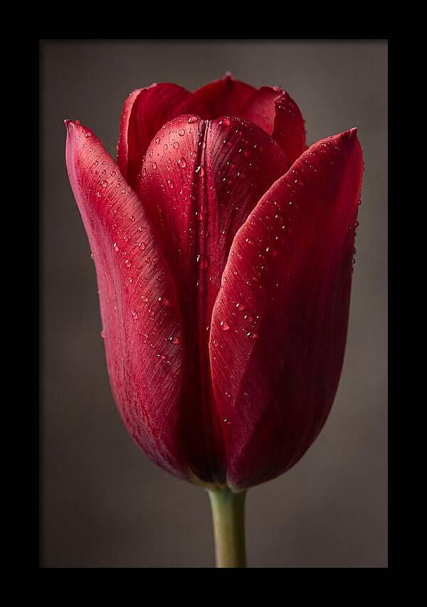Tulip In Radiant Red