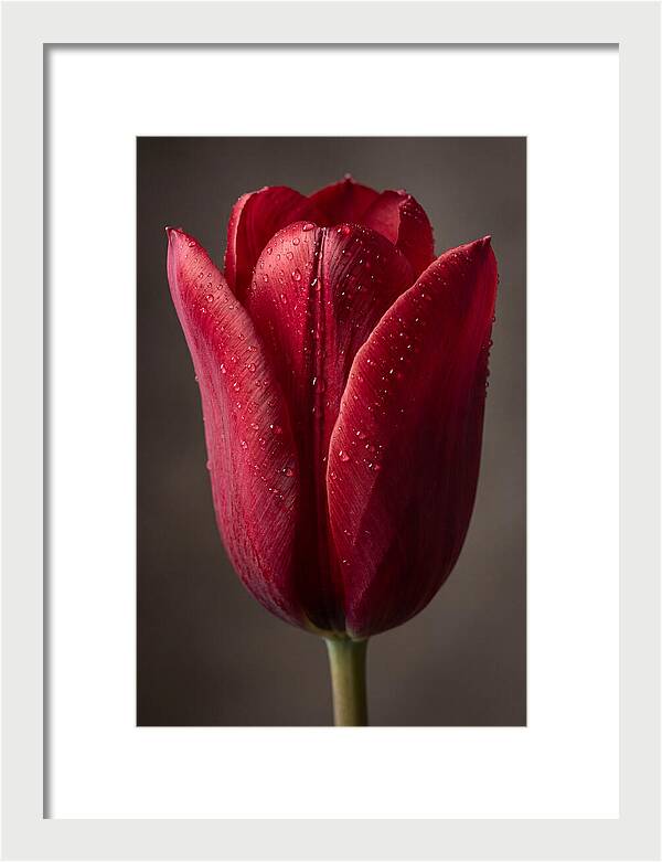 Tulip In Radiant Red