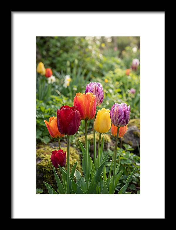 Tulip Rainbow Delight
