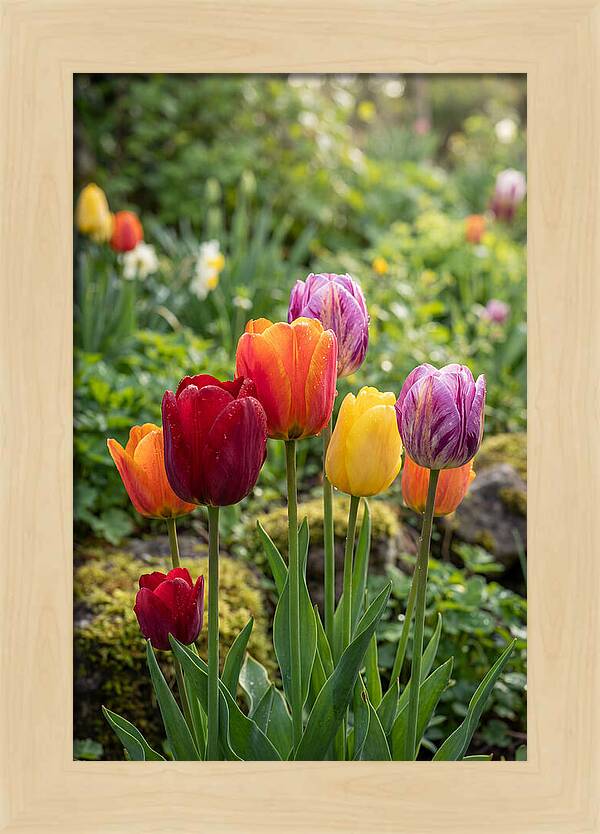 Tulip Rainbow Delight