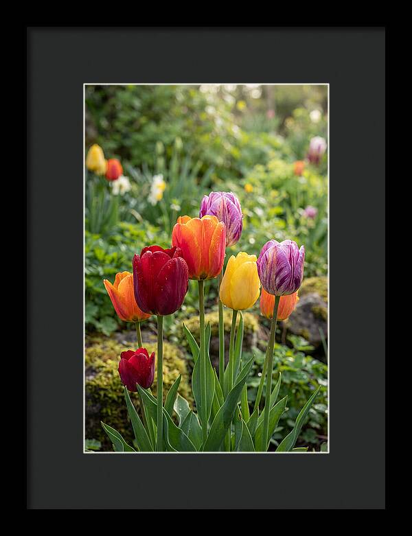 Tulip Rainbow Delight