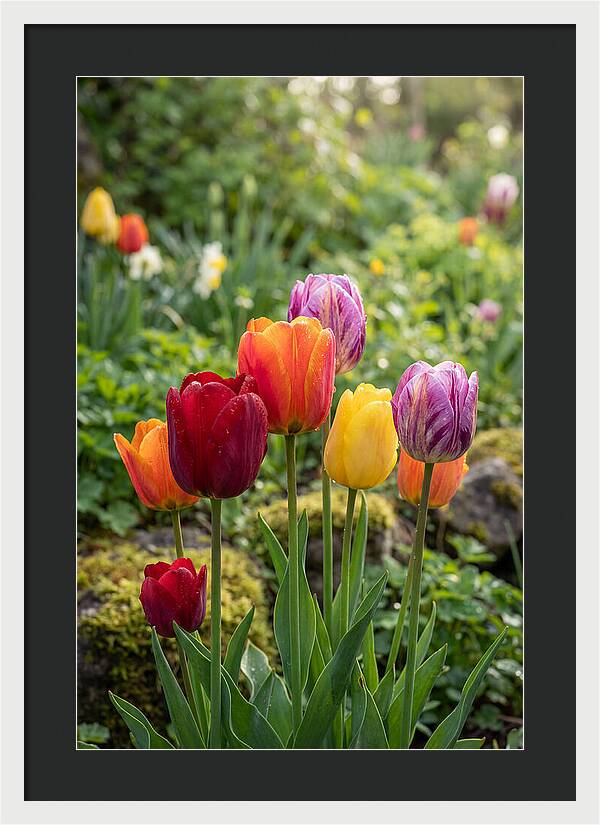 Tulip Rainbow Delight