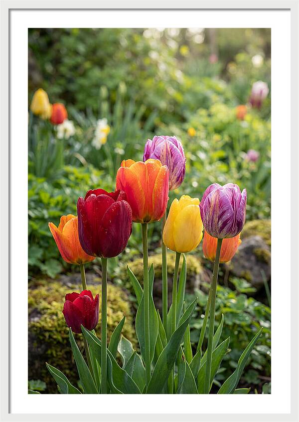 Tulip Rainbow Delight