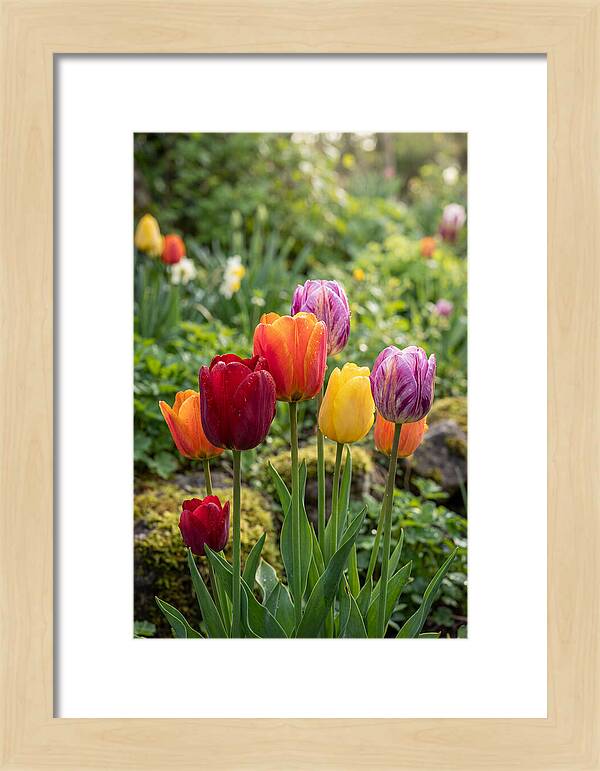 Tulip Rainbow Delight