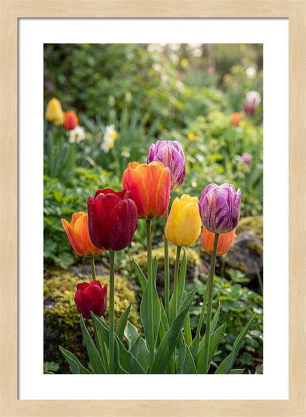 Tulip Rainbow Delight