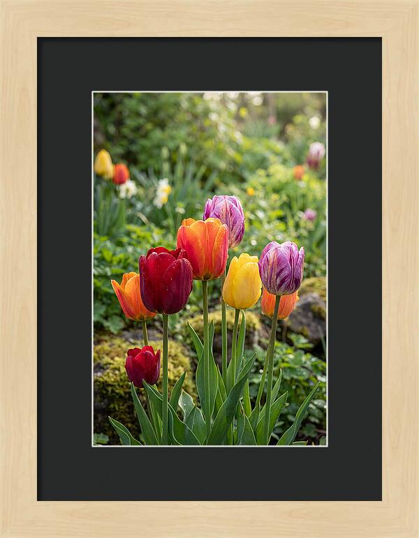 Tulip Rainbow Delight