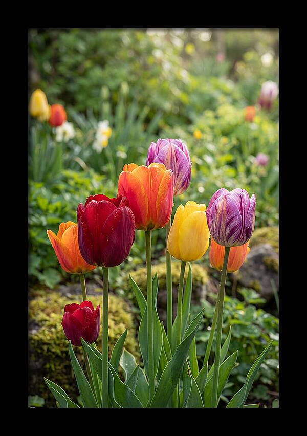 Tulip Rainbow Delight