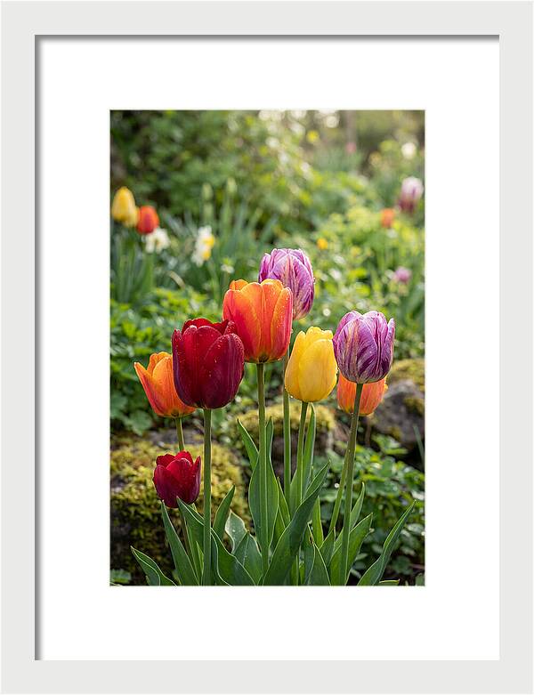 Tulip Rainbow Delight
