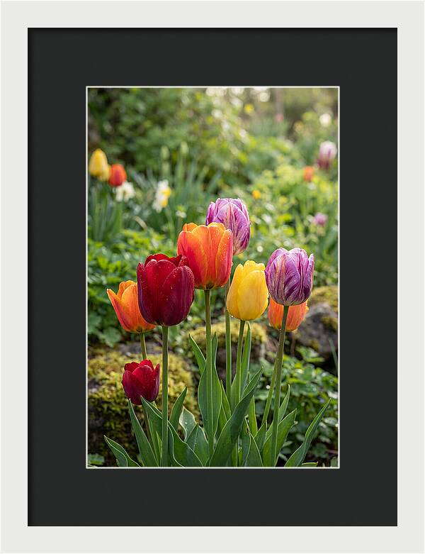 Tulip Rainbow Delight