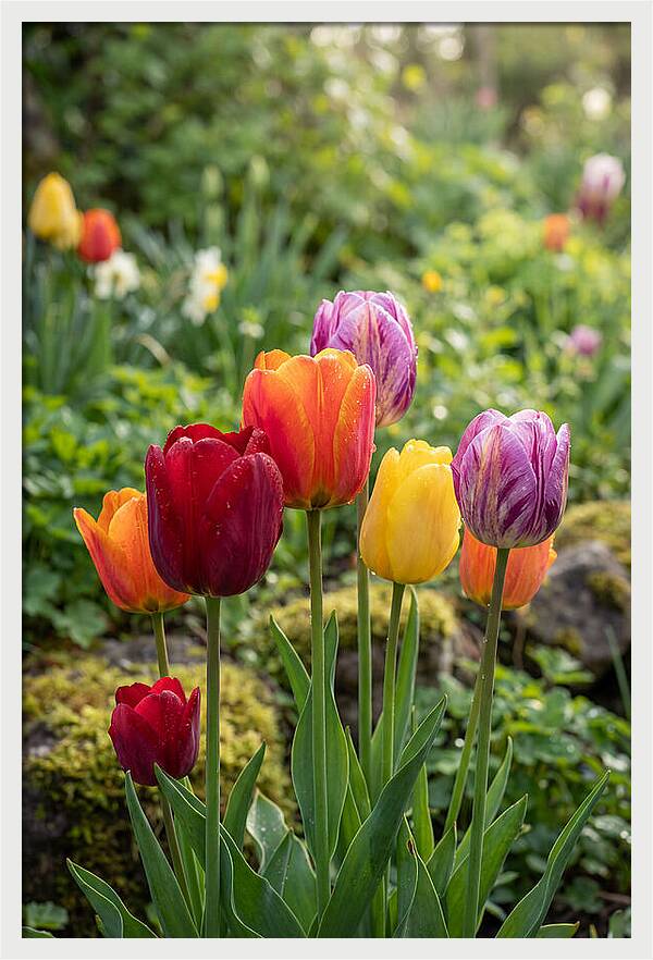 Tulip Rainbow Delight