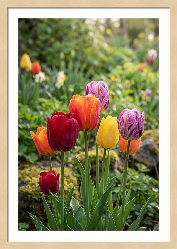 Tulip Rainbow Delight