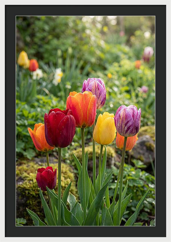 Tulip Rainbow Delight