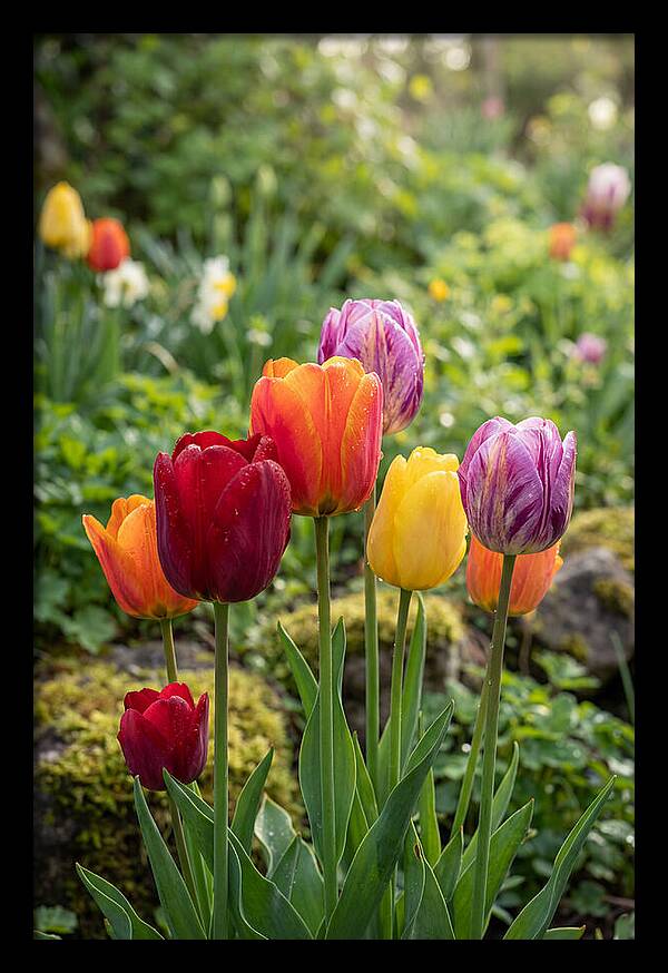 Tulip Rainbow Delight