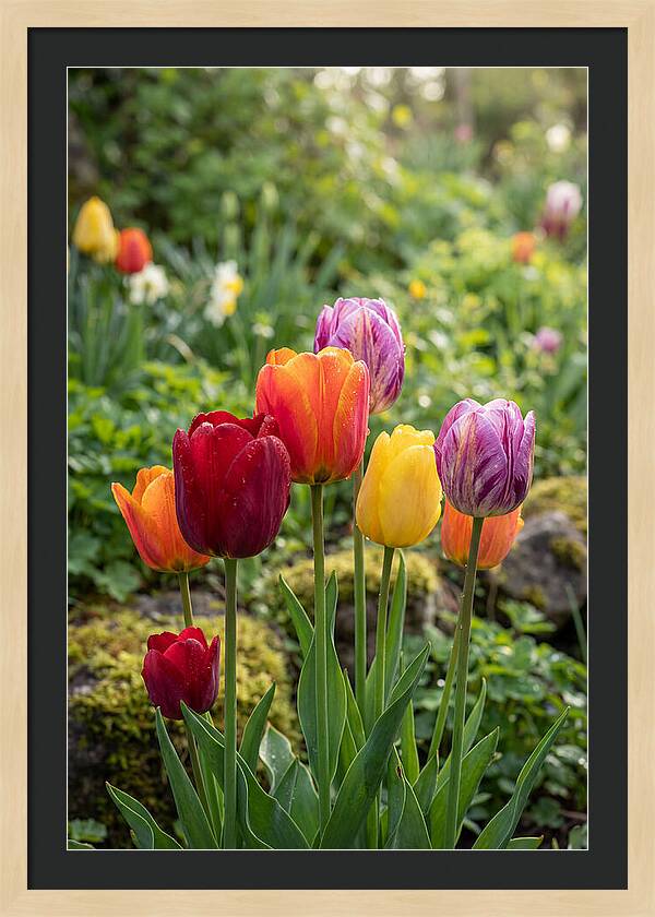Tulip Rainbow Delight