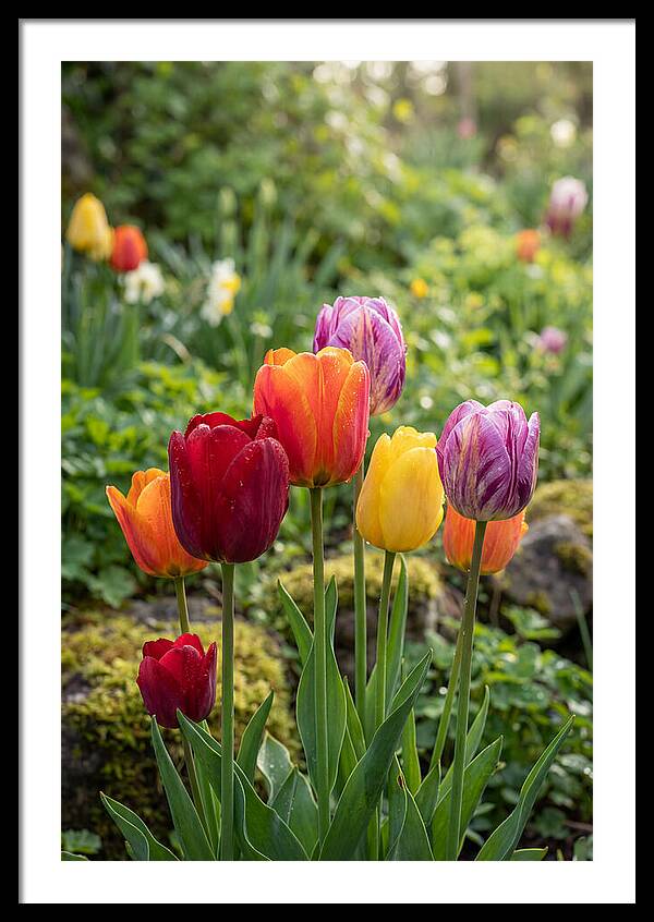 Tulip Rainbow Delight