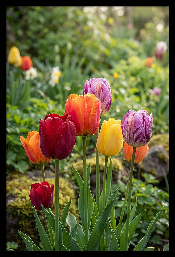 Tulip Rainbow Delight