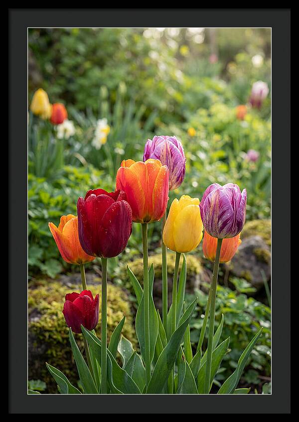 Tulip Rainbow Delight