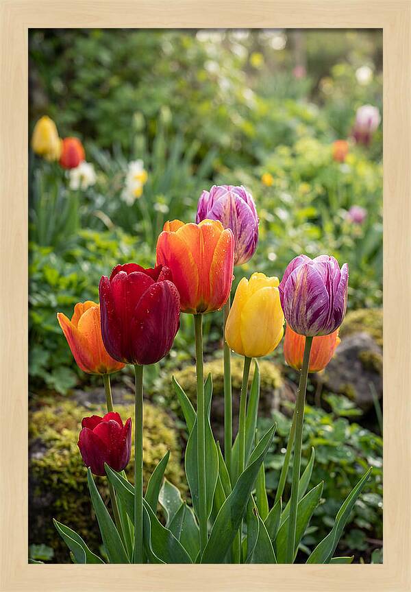 Tulip Rainbow Delight