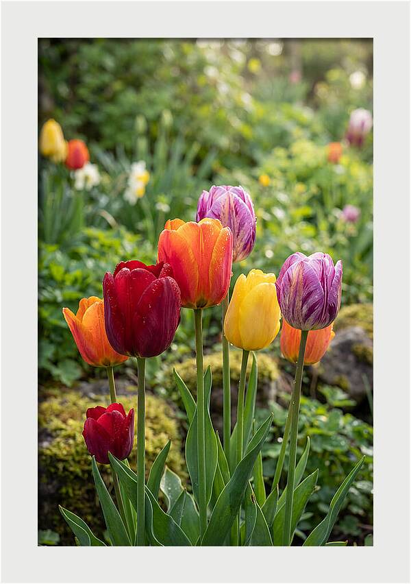 Tulip Rainbow Delight