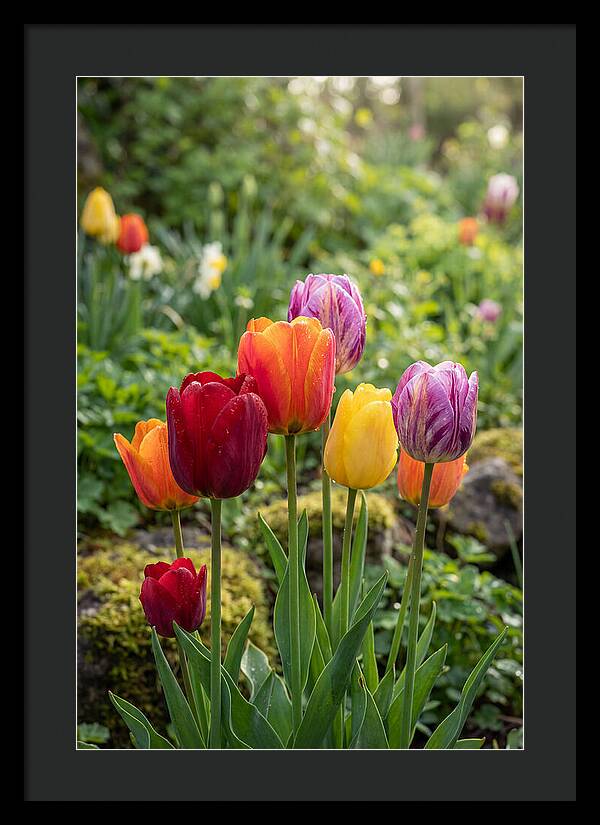 Tulip Rainbow Delight