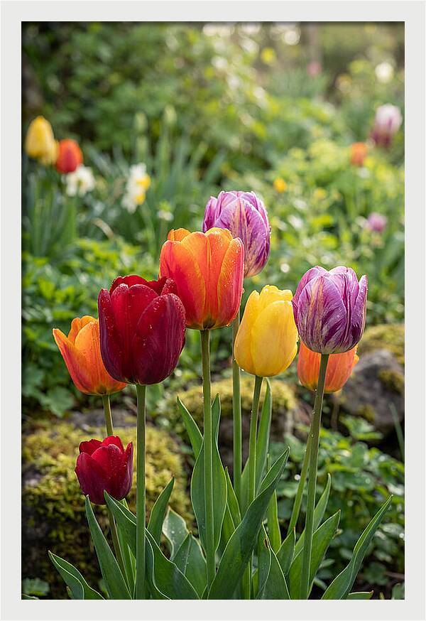 Tulip Rainbow Delight