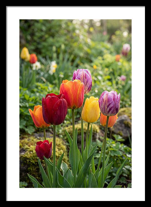 Tulip Rainbow Delight