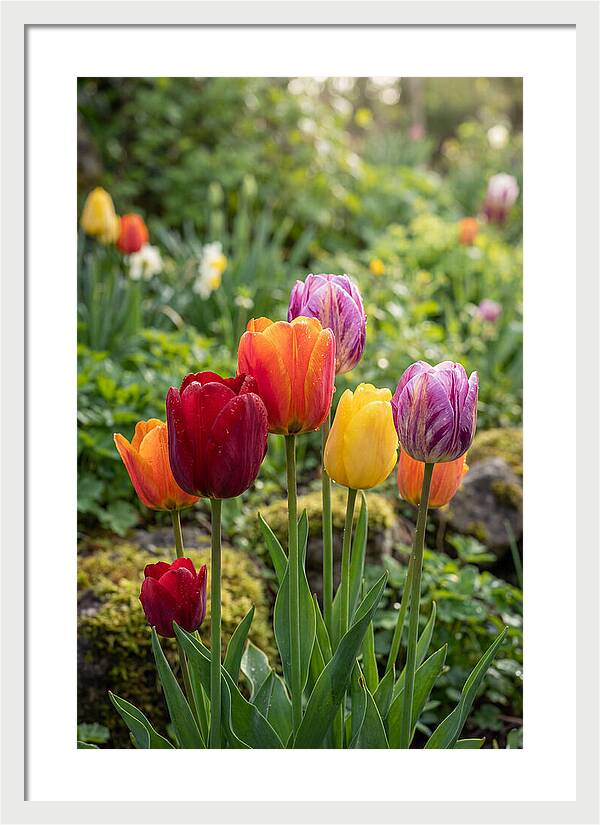 Tulip Rainbow Delight