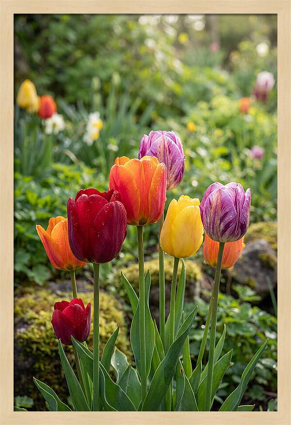 Tulip Rainbow Delight