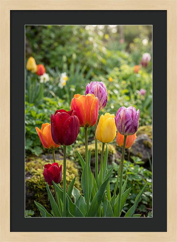 Tulip Rainbow Delight