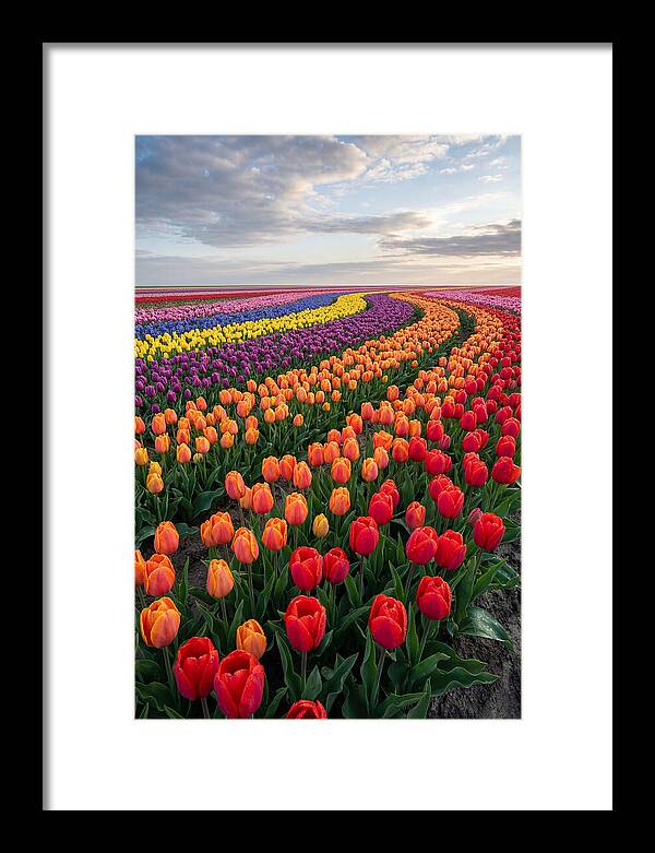 Tulip Rainbow Fields