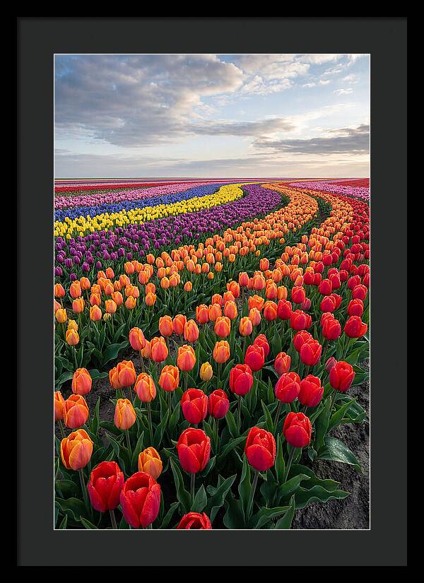 Tulip Rainbow Fields