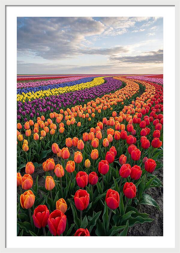 Tulip Rainbow Fields