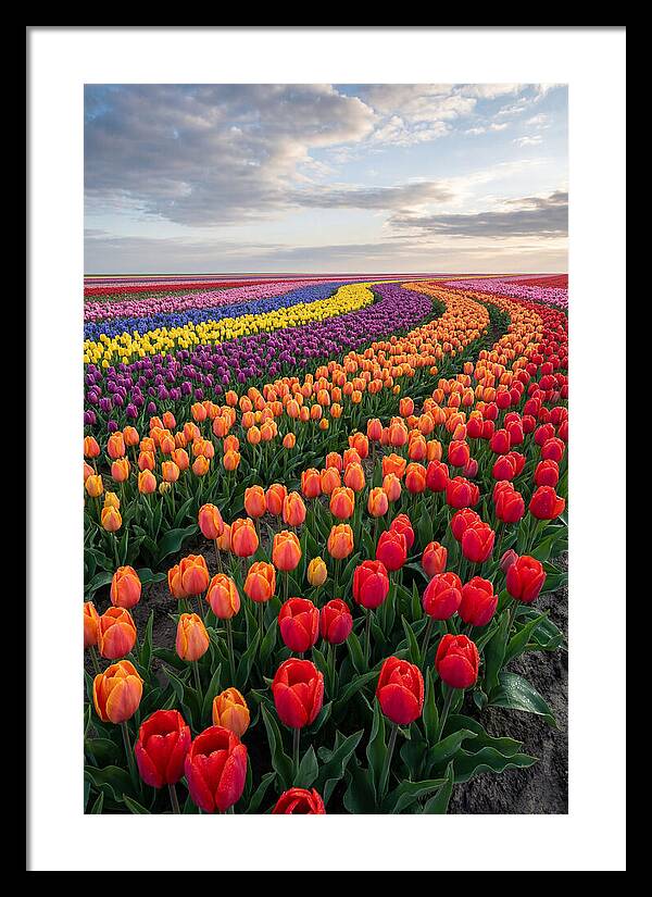Tulip Rainbow Fields