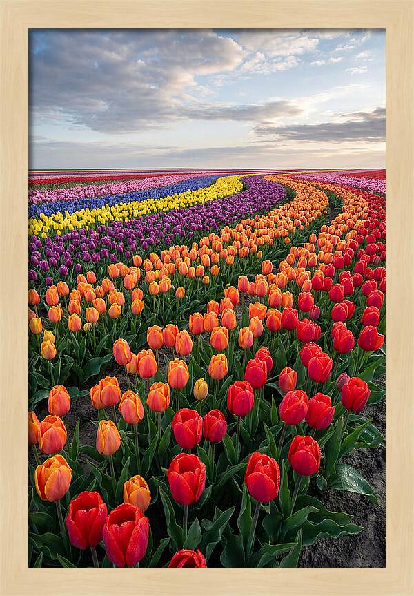 Tulip Rainbow Fields