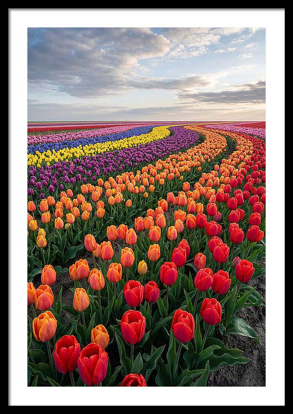 Tulip Rainbow Fields